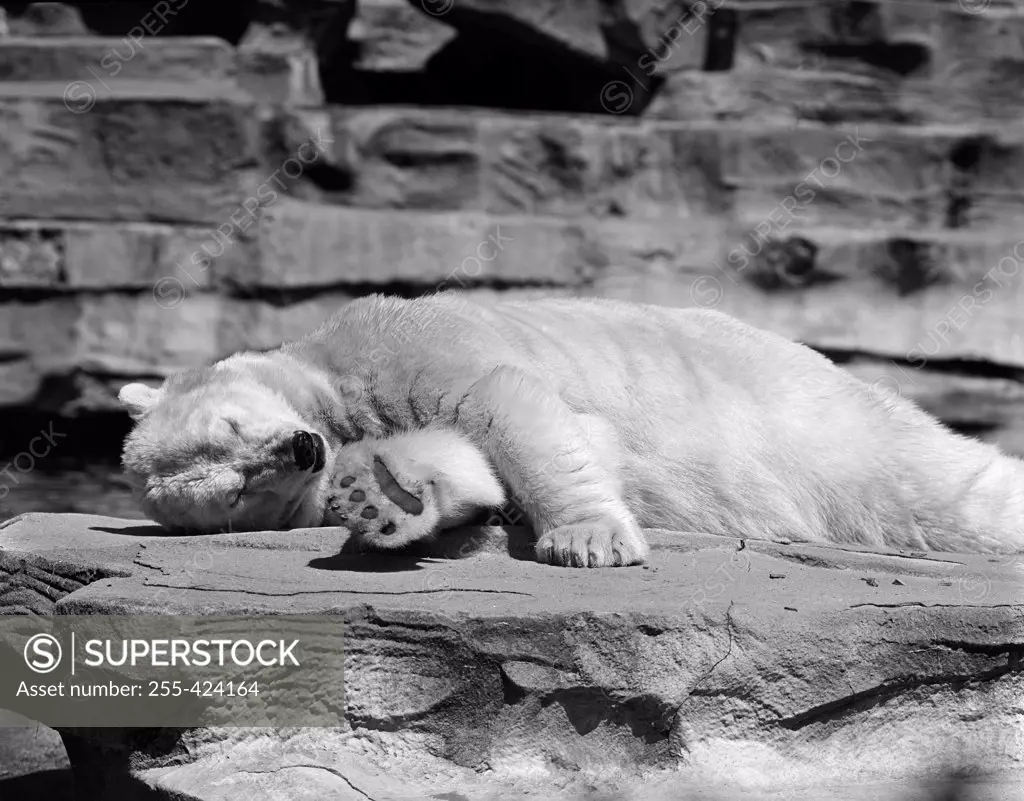 USA, New York State, New York City, Polar bear (Ursus maritimus) relaxing at Zoo