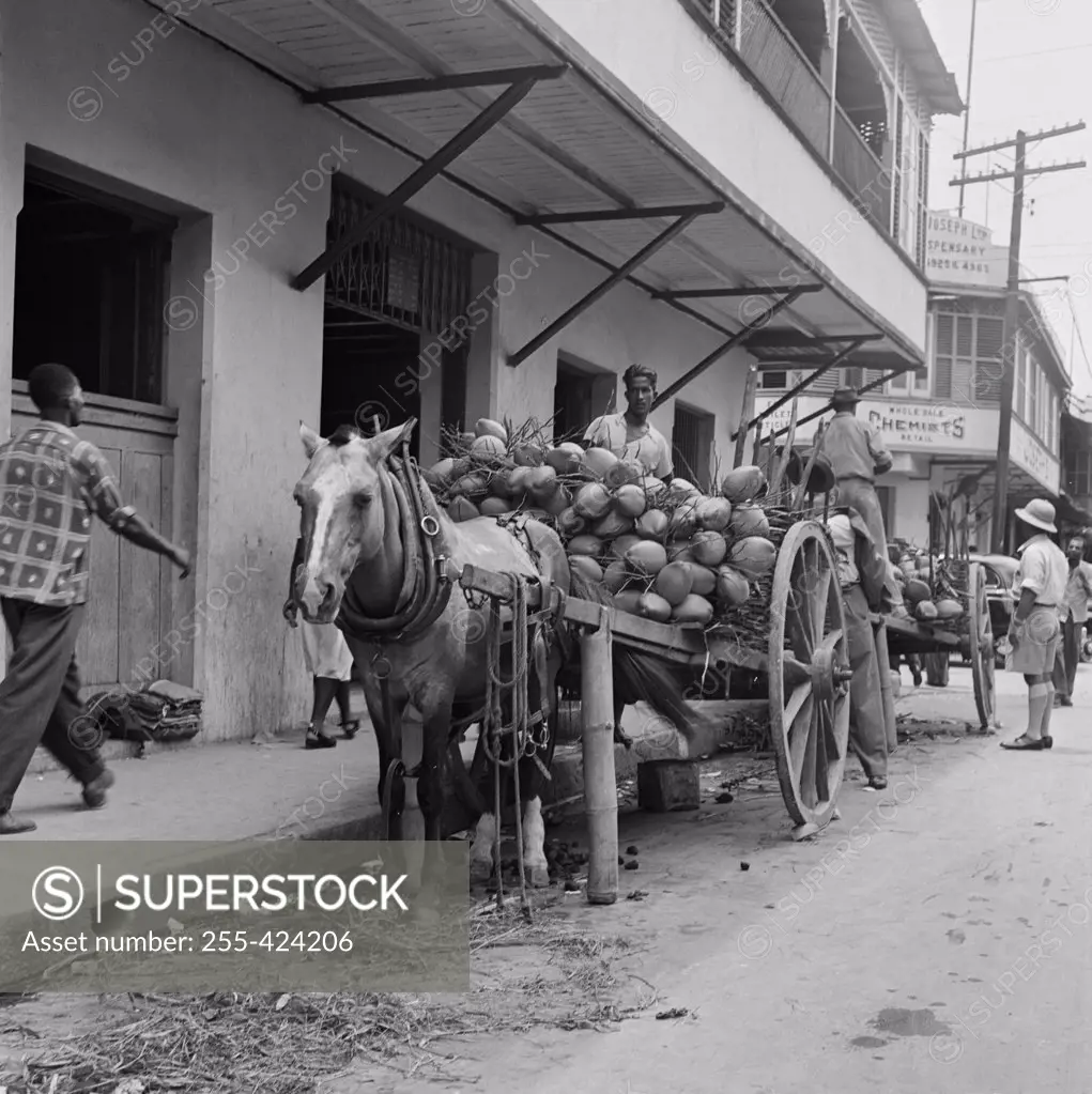 Trinidad and Tobago, Trinidad, Coconuts on horsedrawn carts