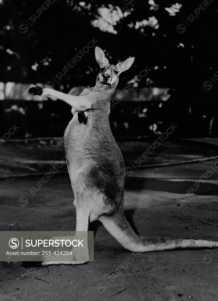 Kangaroo portrait