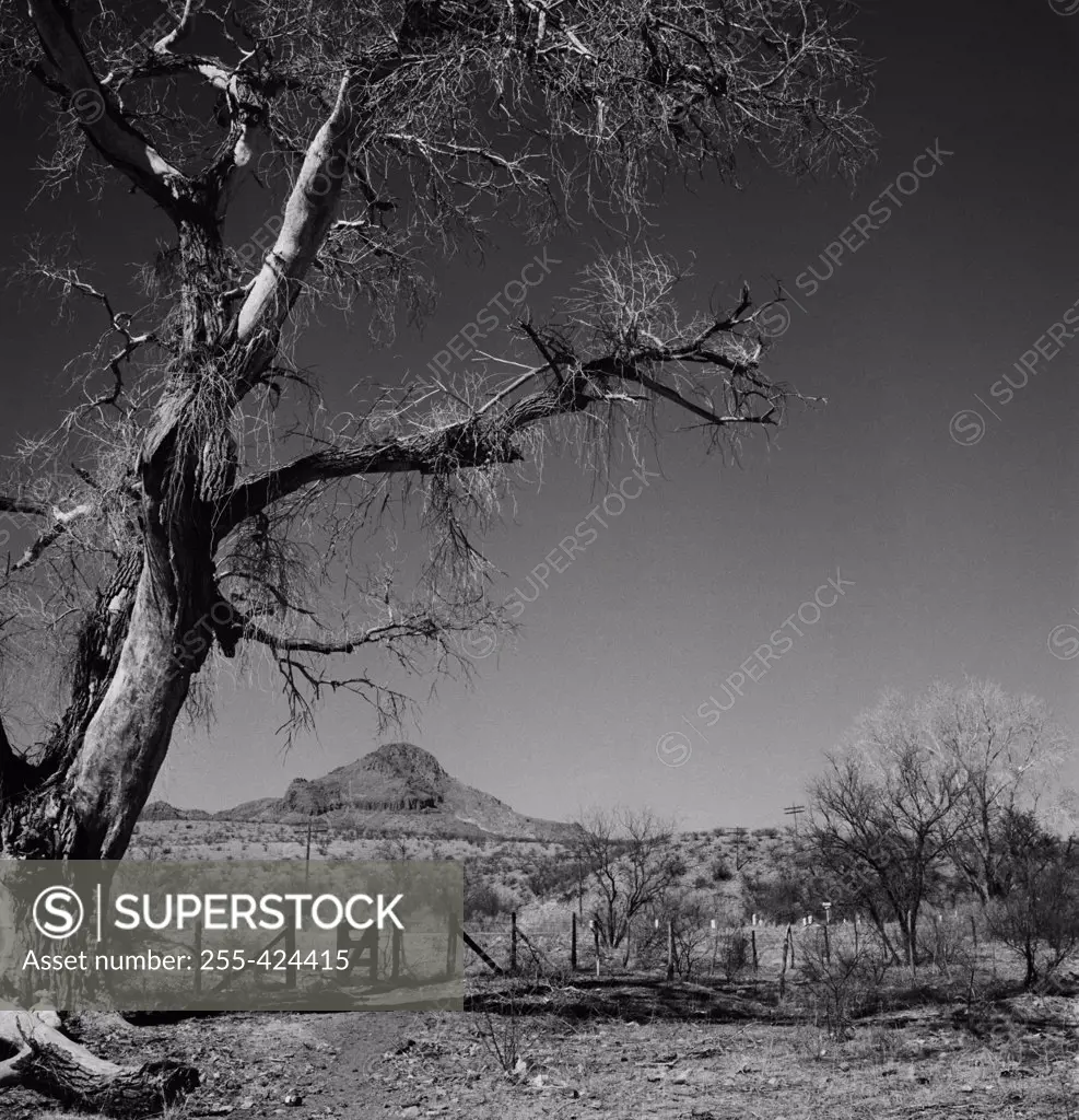 USA, Arizona, Ranch country and trees near Nogales