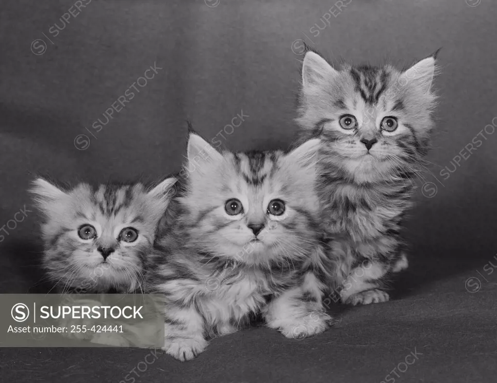 Studio shot of three kittens