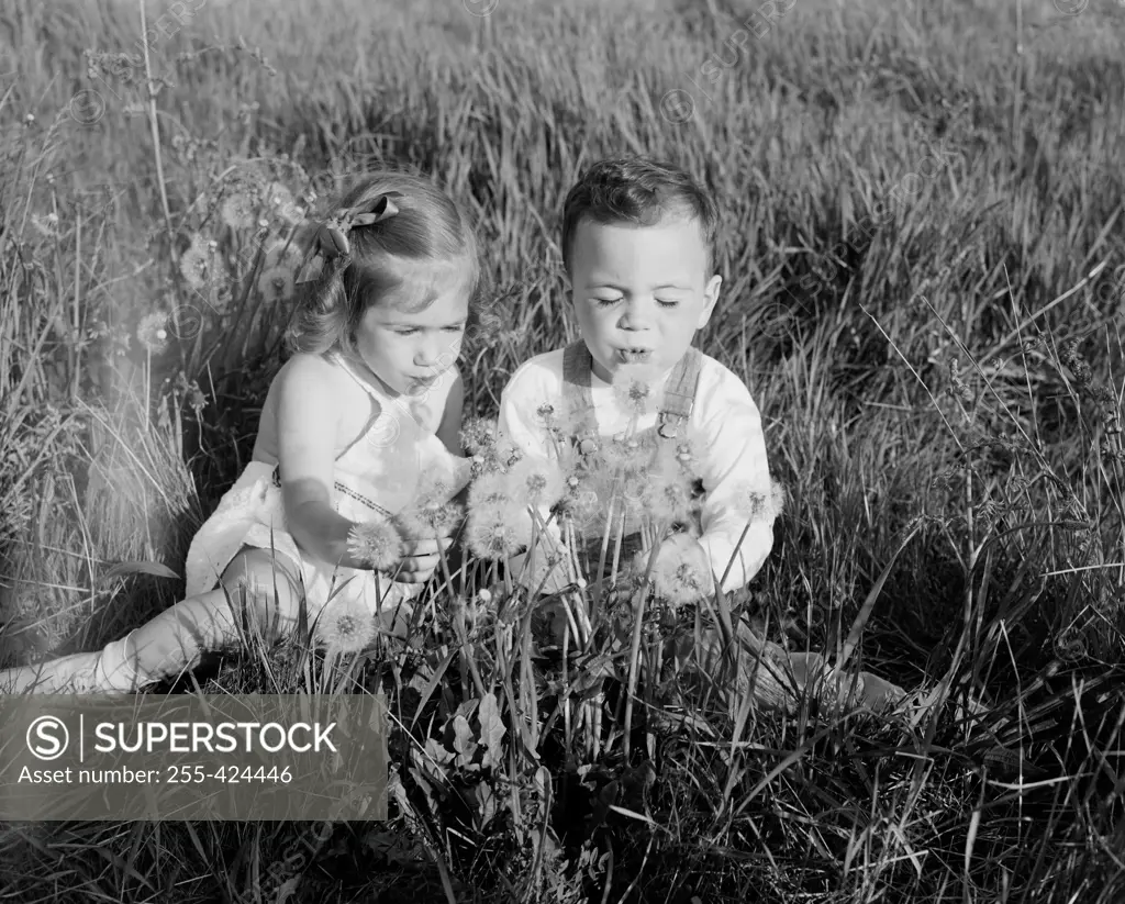 Girl and boy sitting on meadow blowing dandelions