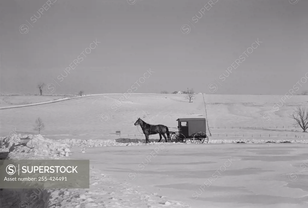 USA, Pennsylvania, Lancaster County, horse pulling carriage through winter fled