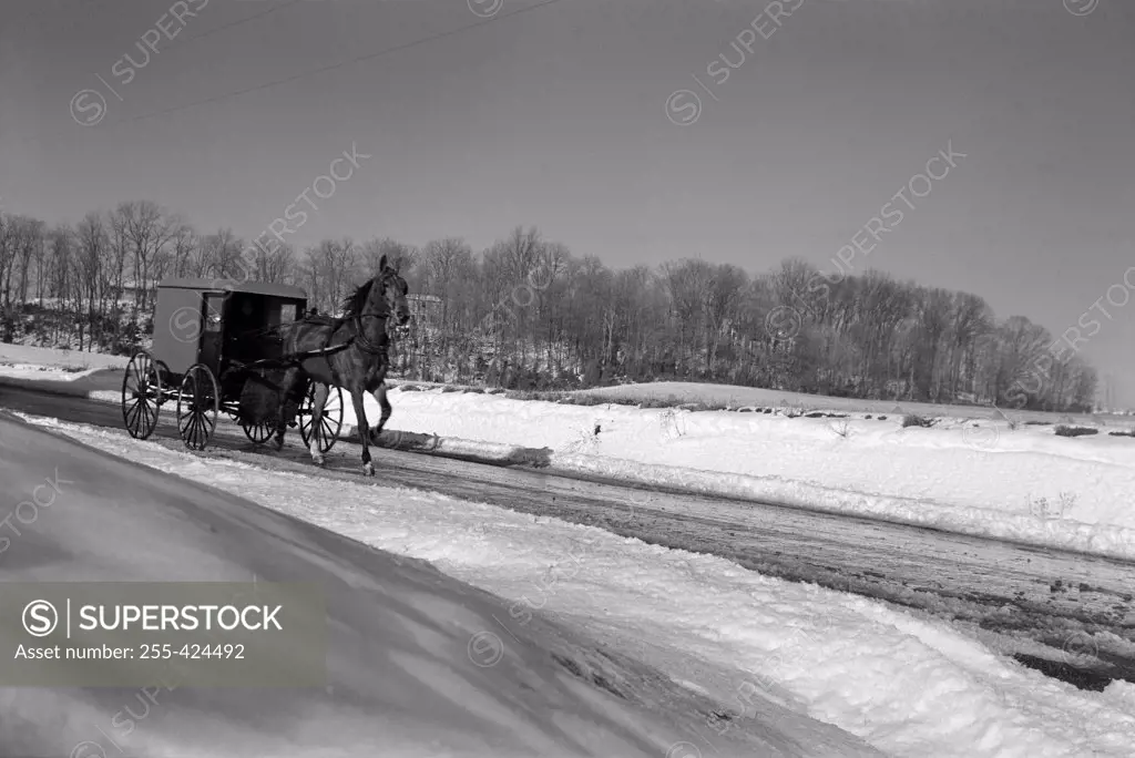USA, Pennsylvania, Lancaster County, horse pulling carriage through country road