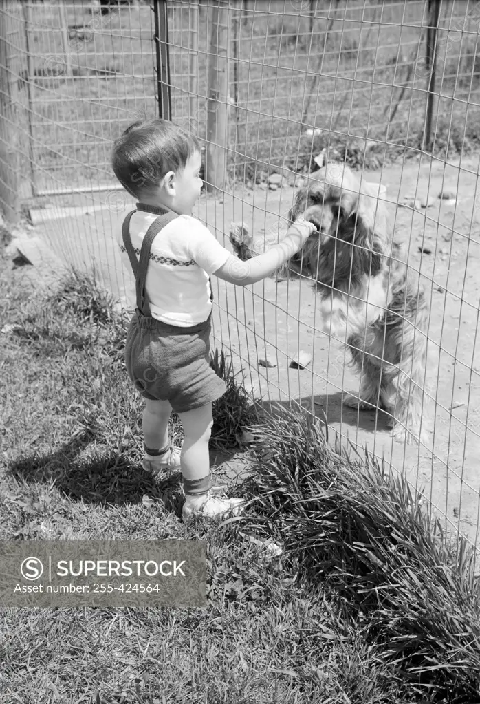 Boy standing near fence with cocker spaniel
