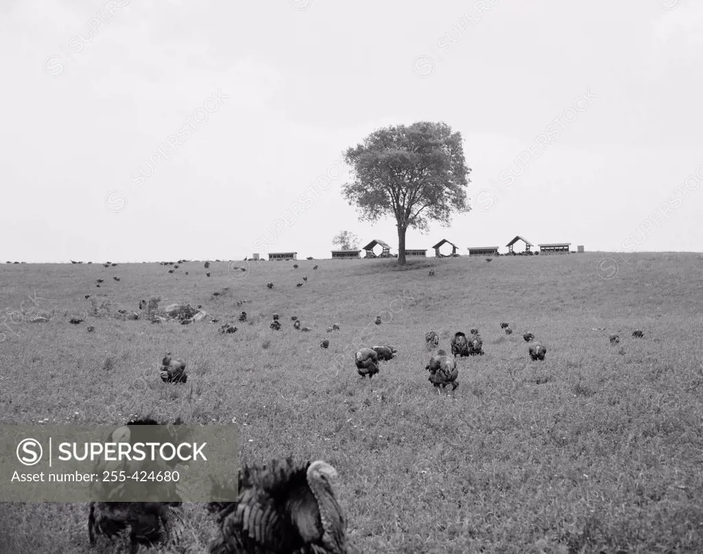 Flock of turkeys on field