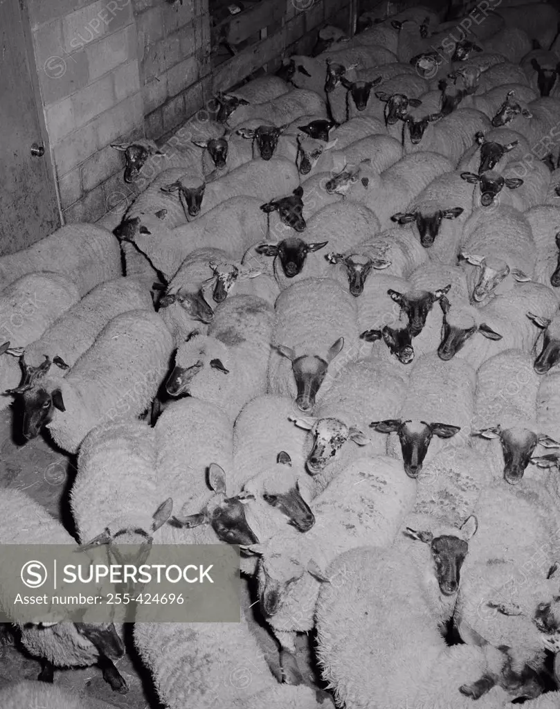 Herd of sheep in enclosure
