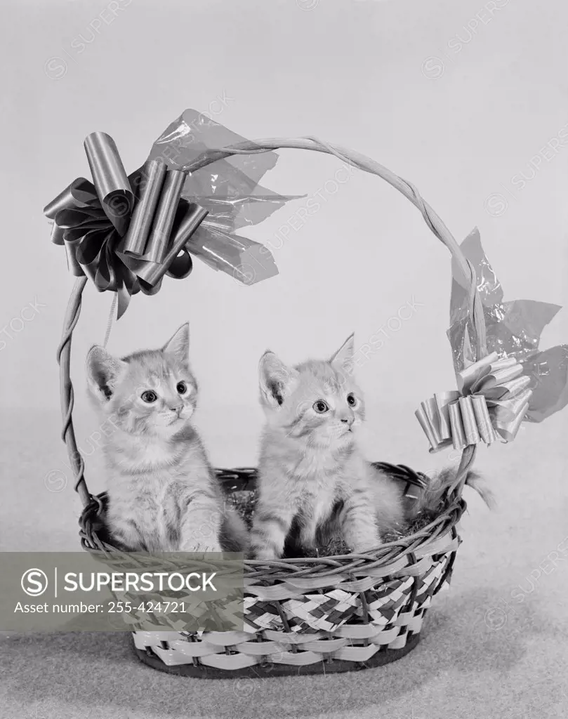 Close up of two kittens in basket