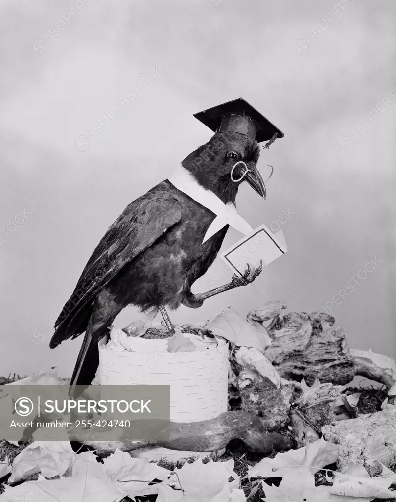 Close up of wise crow wearing glasses and mortarboard and reading book