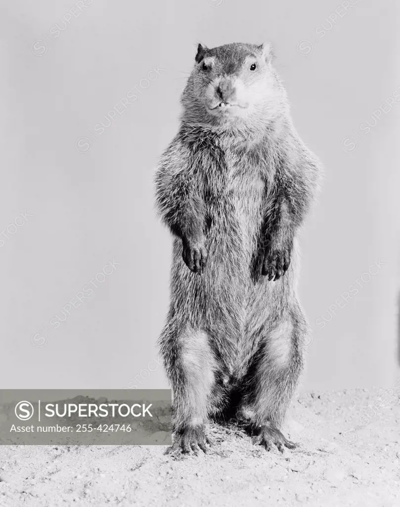 Groundhog (Marmota monax) standing on hind legs