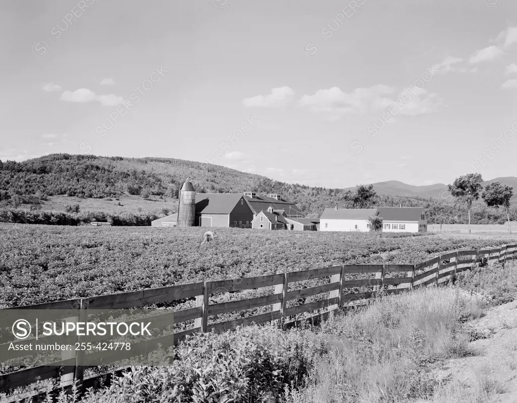 USA, Vermont, Guildhall, Farm view with plank fence and field of potatoes