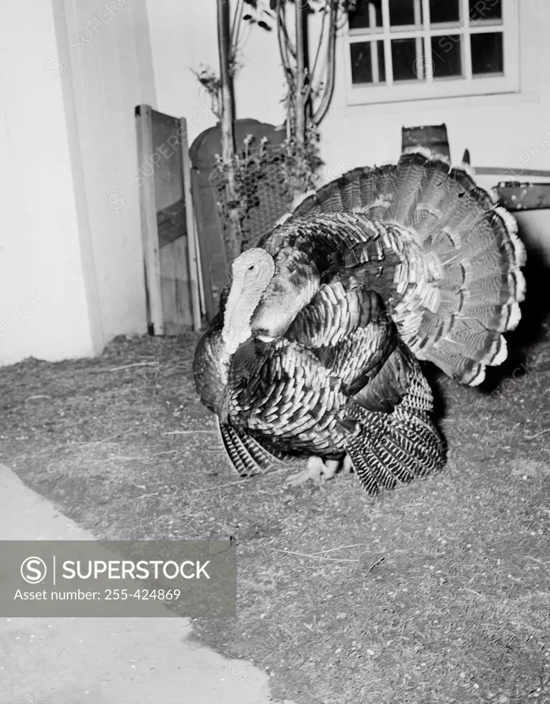 Turkey in barn