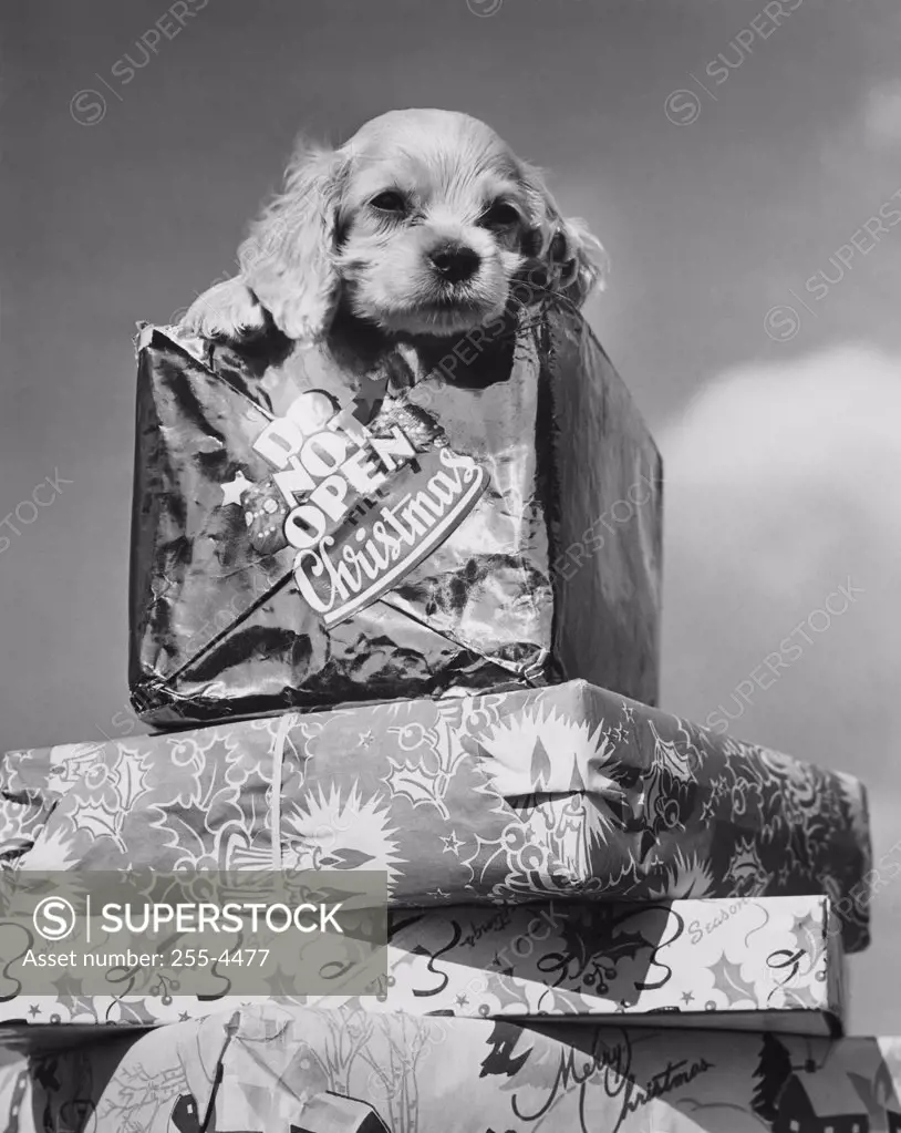 Close-up of a puppy on a stack of Christmas presents