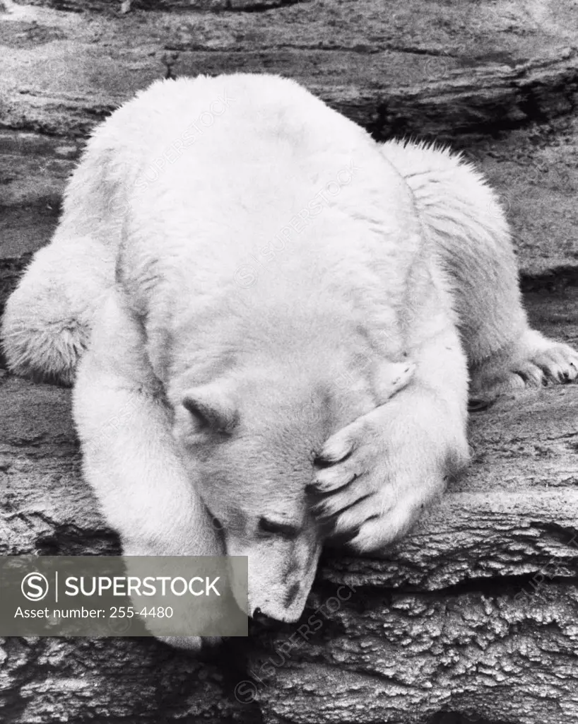Close-up of a polar bear lying on a rock (Ursus maritimus)