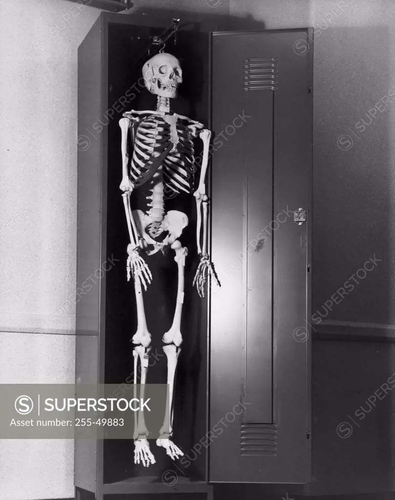 Human skeleton hanging in a locker
