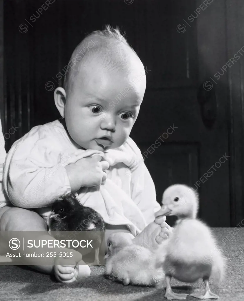 Close-up of a baby boy playing with three baby chicks