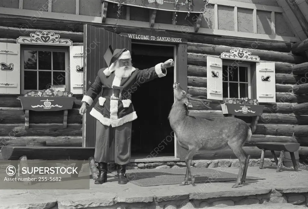 Vintage Photograph. Santa Claus feeding a reindeer.