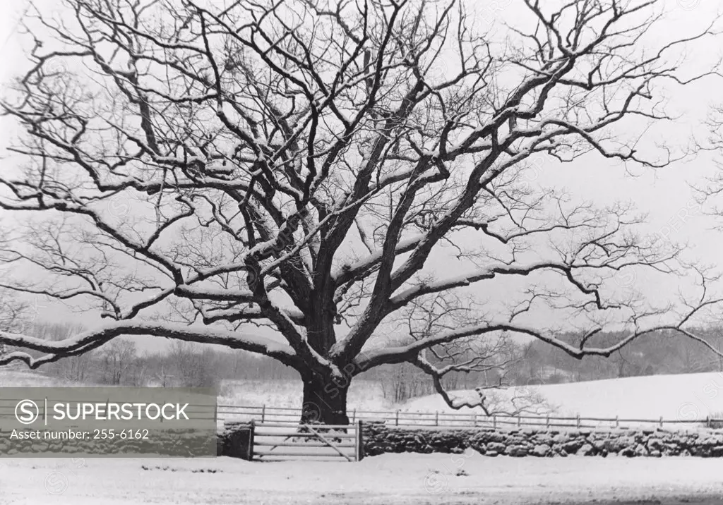 Oak tree on a snow covered field