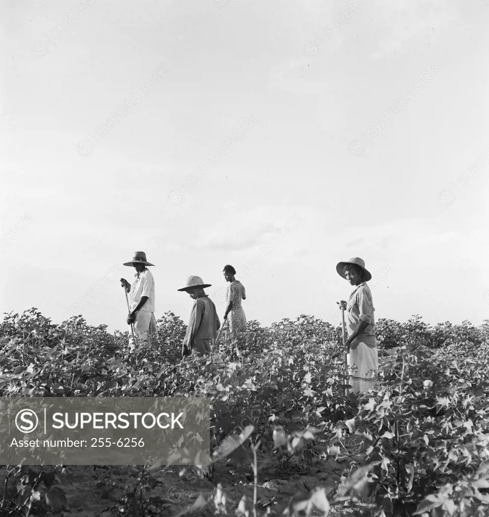 Vintage photograph. People picking cotton in field, Georgia