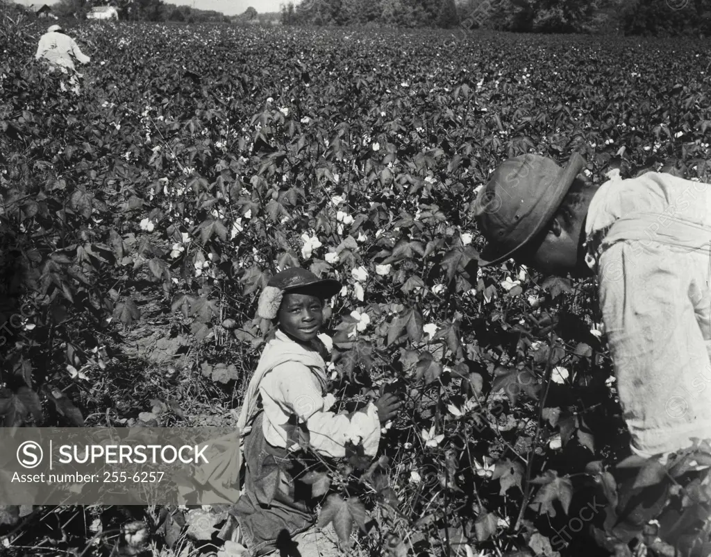 Vintage Photograph. High angle view of a father with his child working in a cotton field, USA