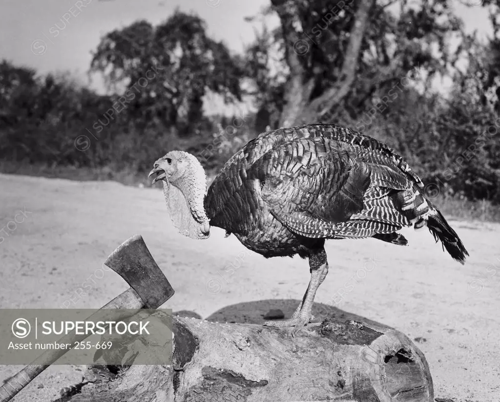 Side profile of a turkey and axe on a tree stump