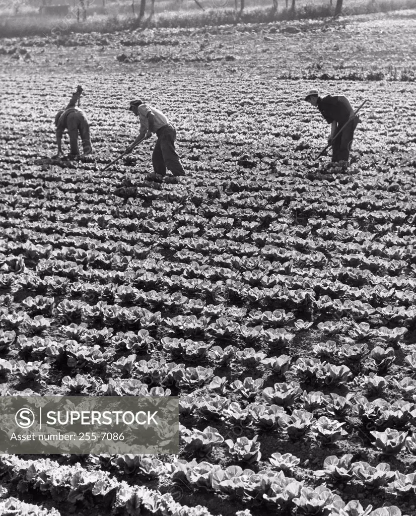 Three farmers in a cabbage field