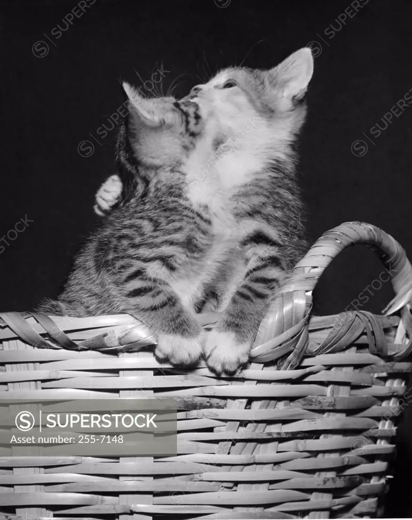 Two kittens playing in a basket