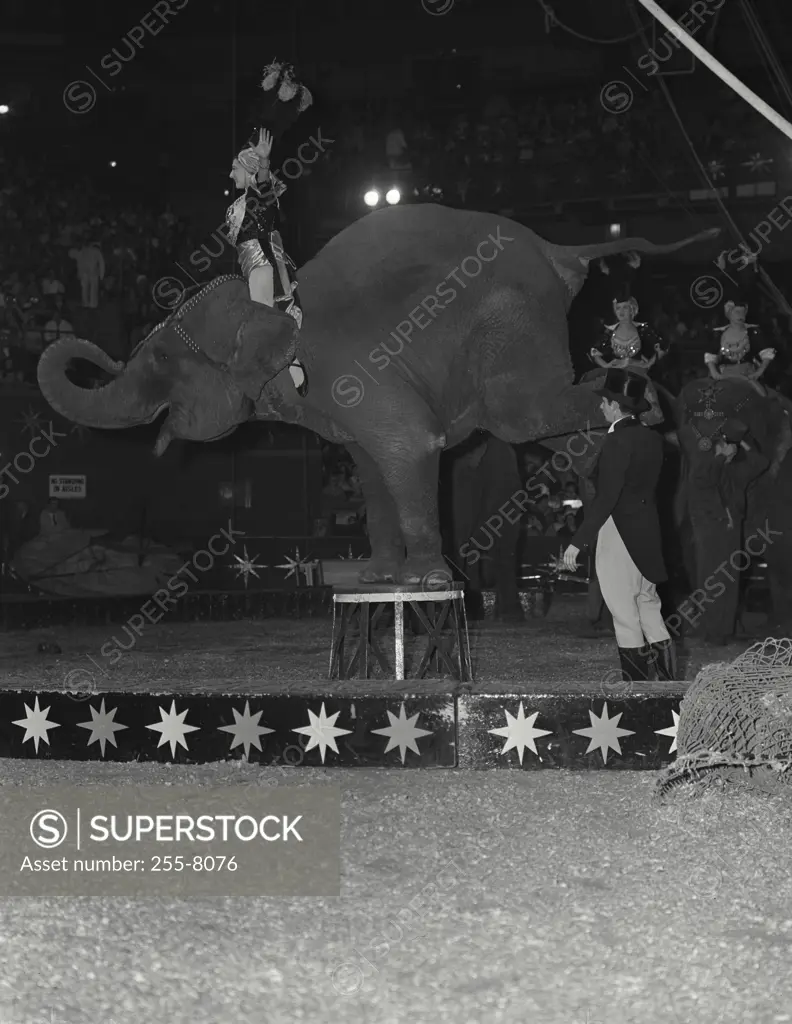 Vintage Photograph. Elephant doing balance act with person standing on elephants head at Barnum Bailey-Ringling Brothers Circus