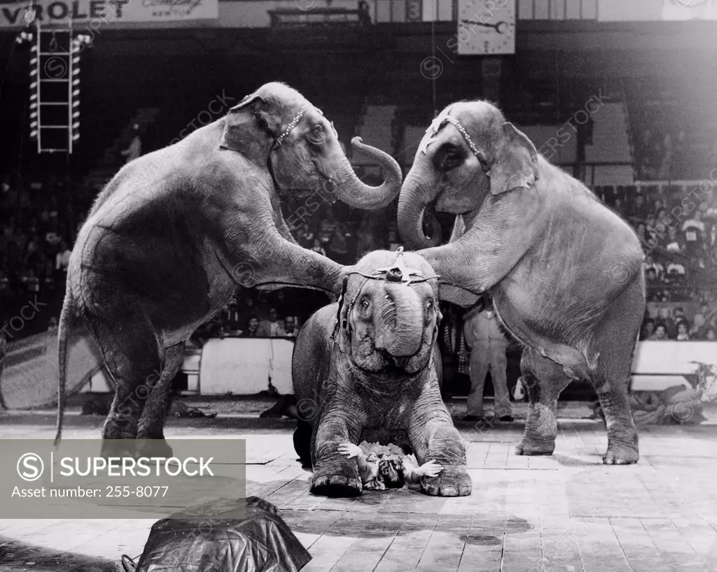Three elephants performing in a circus