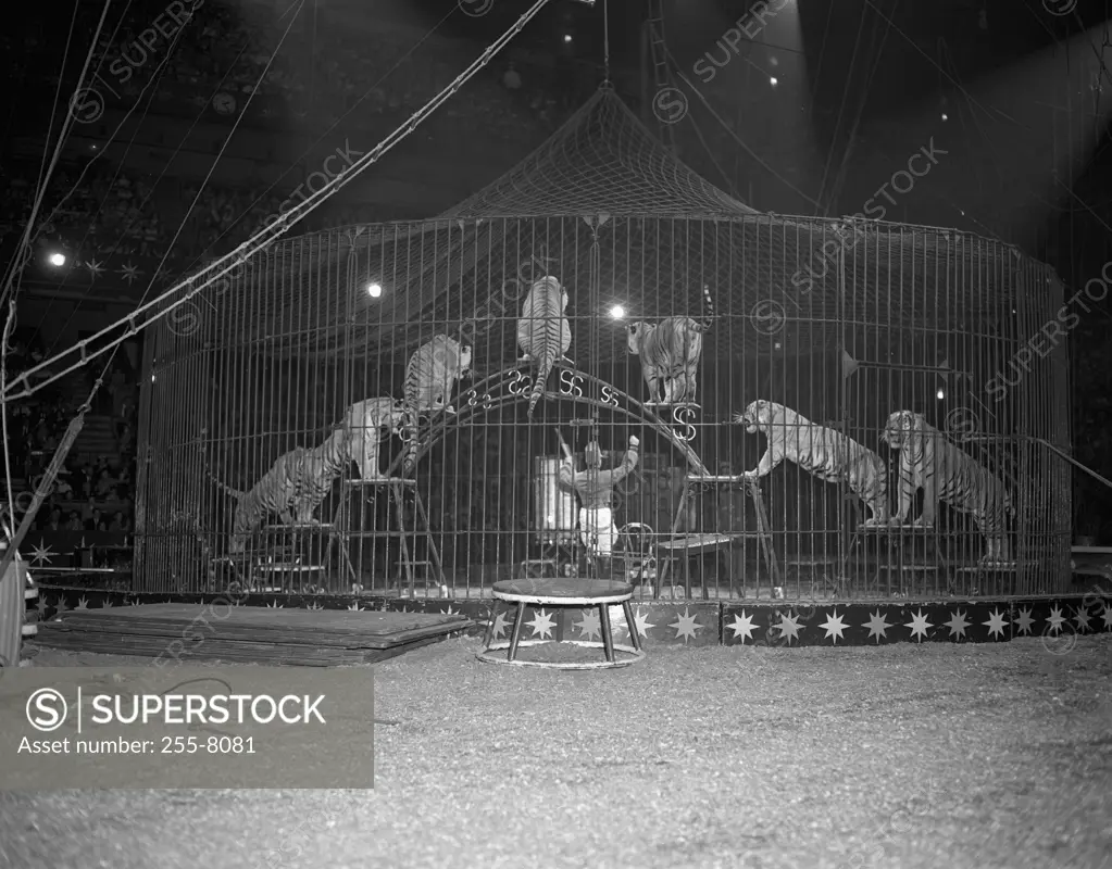 Tigers performing in a circus