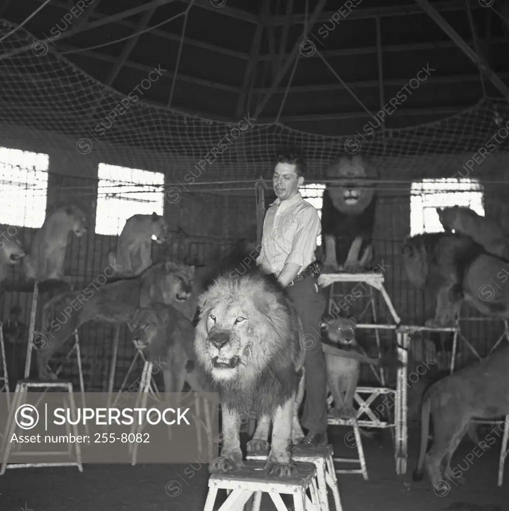 Vintage photograph. Lion tamer with group of lions inside enclosure