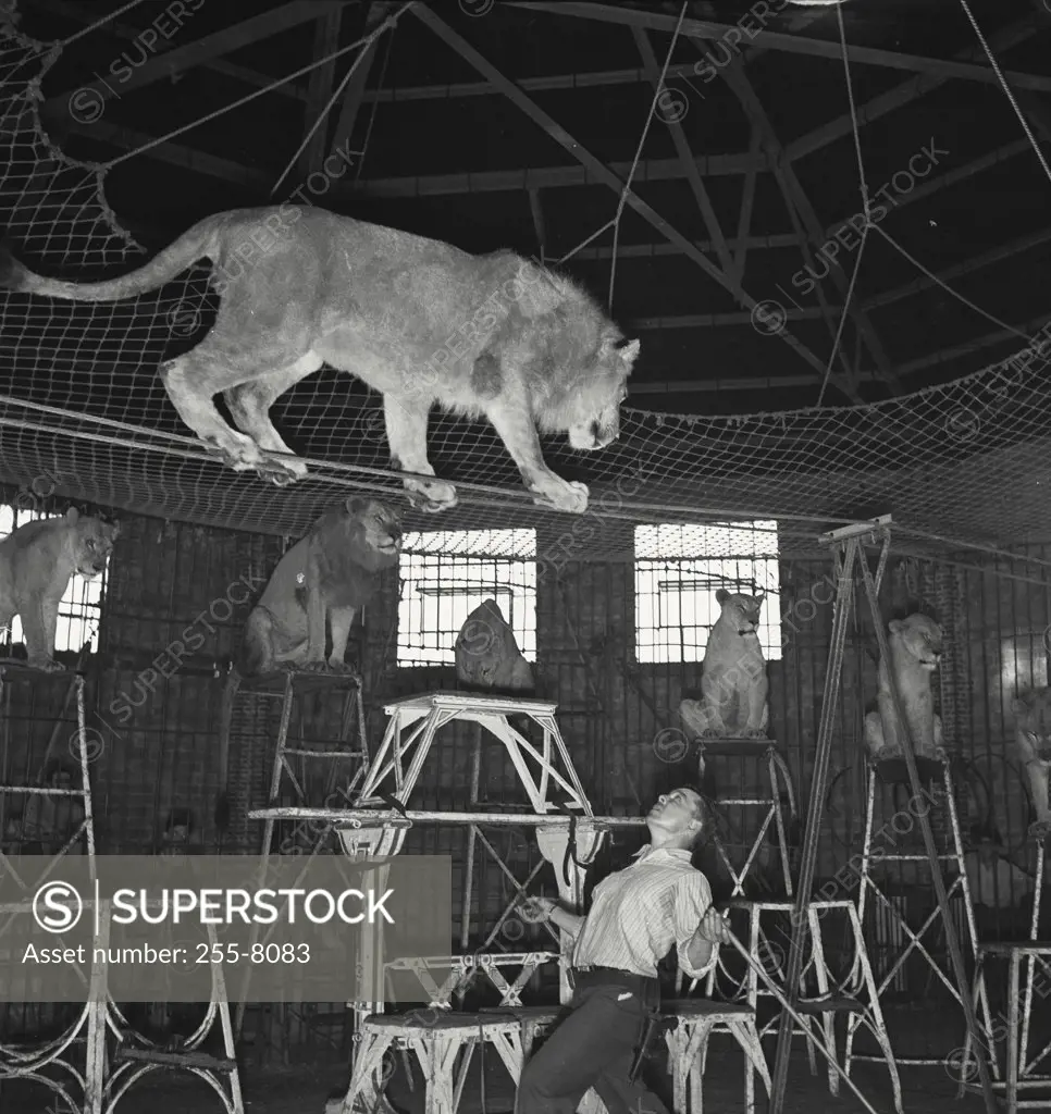Vintage photograph. View of lion walking on ropes directly above a lion tamer showing six other lions in background