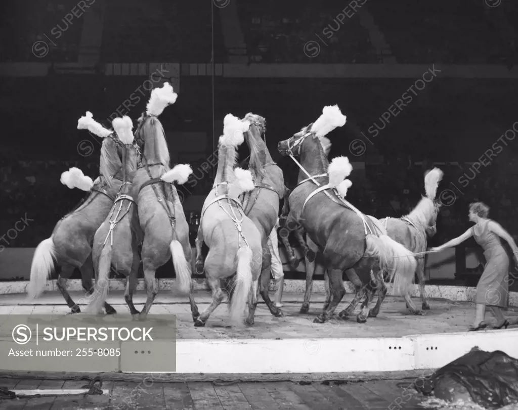 Horses performing in a circus