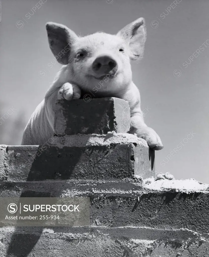 Close-up of a pig on a wall (Sus scrofa)