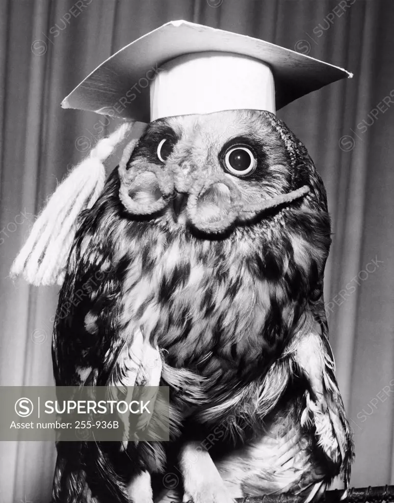 Close-up of an owl wearing a mortar board and eyeglasses