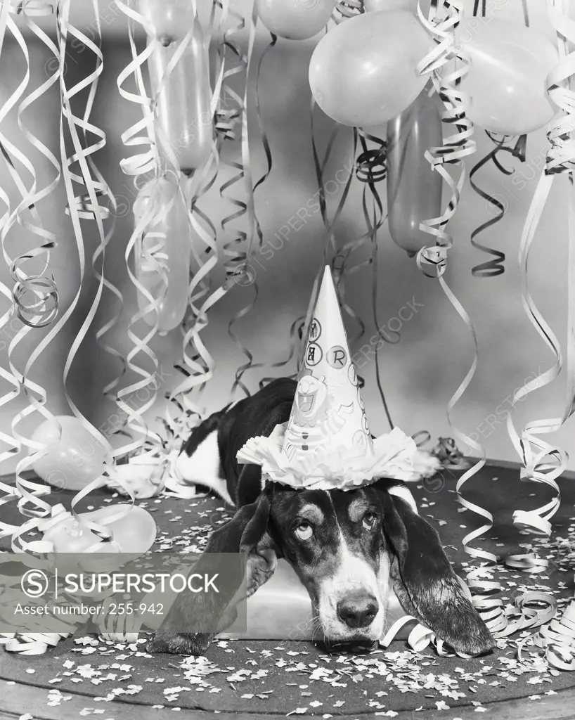 Basset hound wearing a birthday hat