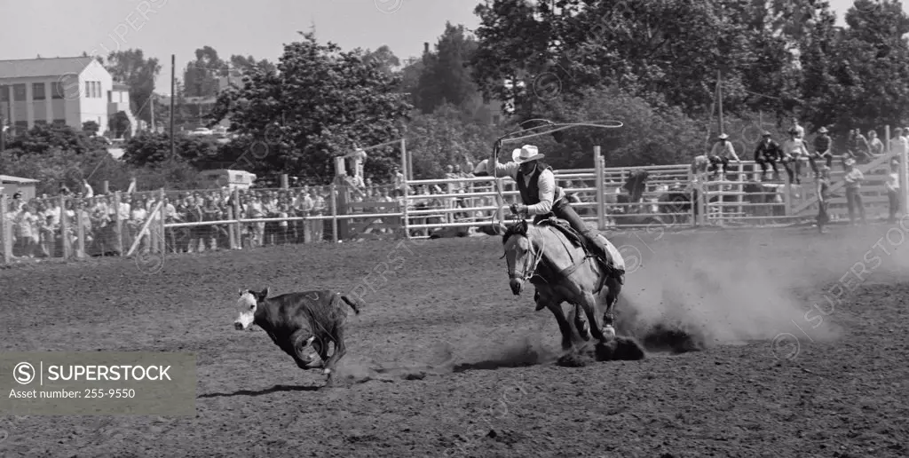 Cowboy lassoing a calf in a rodeo