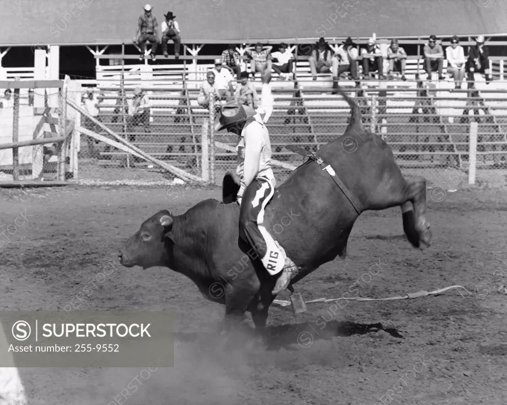 Cowboy riding a bull in a rodeo