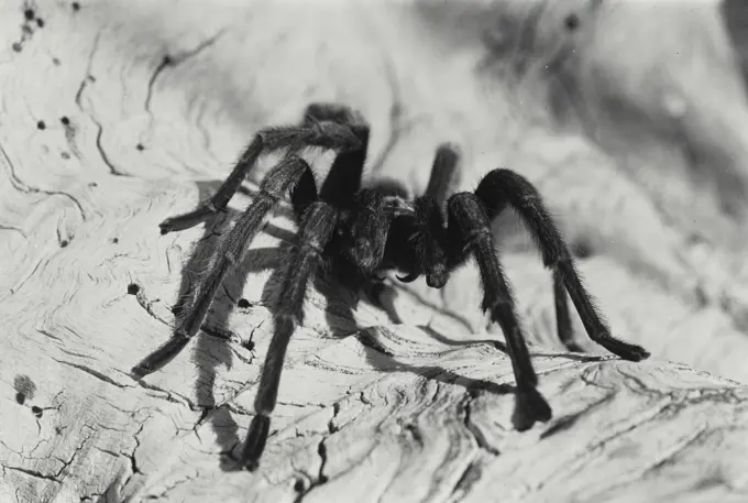 Vintage Photograph. Detailed view of a Tarantula.