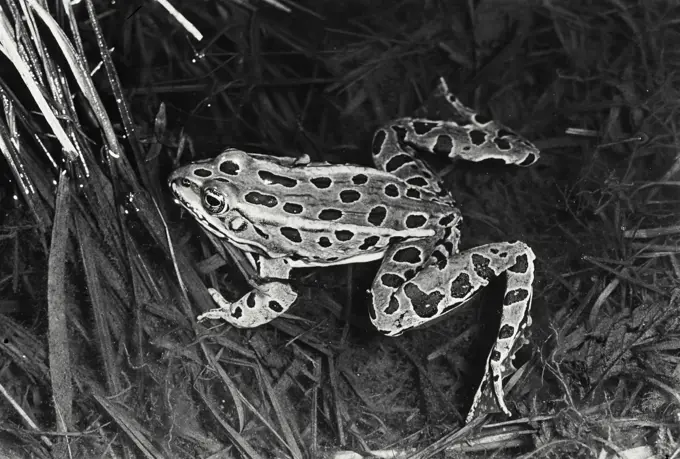Vintage Photograph. Leopard frog in shallow water