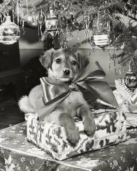 Close-up of a puppy sitting on a stack of Christmas presents