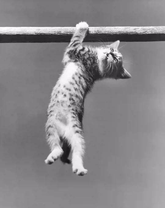 Low angle view of a kitten hanging on a pole