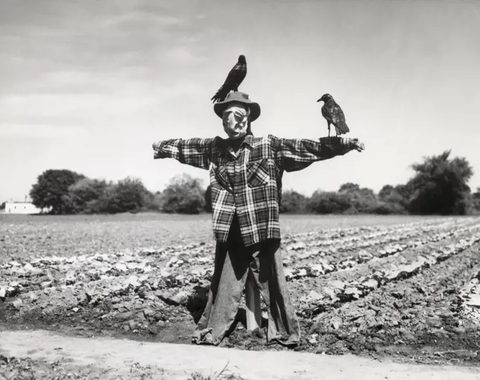 Two crows perching on a scarecrow in a field