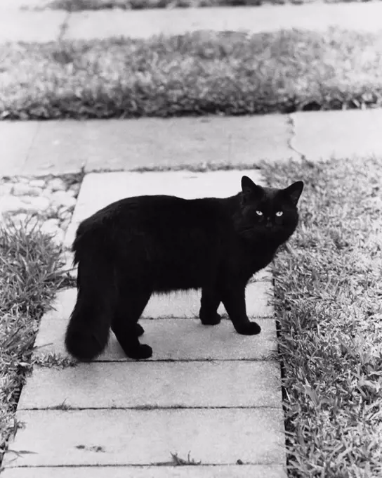 Black cat standing on a walkway