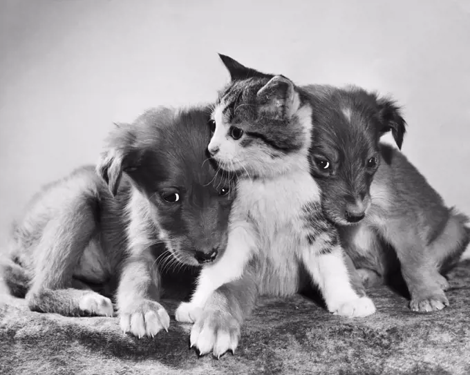 Front view of two puppies with a kitten