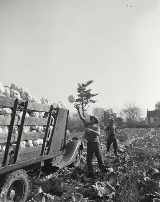 Vintage photograph. Men harvesting cabbage into truck