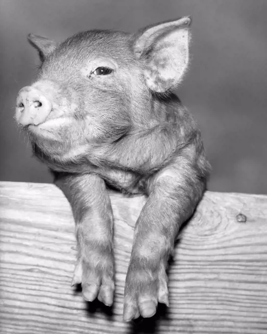 Close-up of a pig leaning over a plank