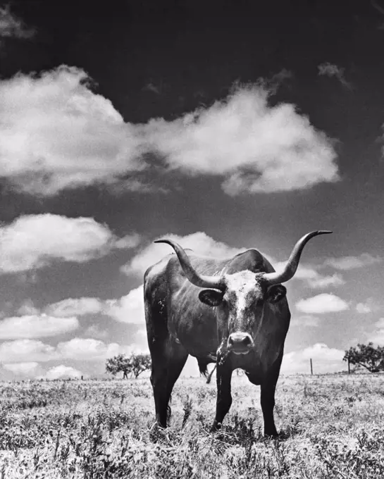 Ox standing in a field