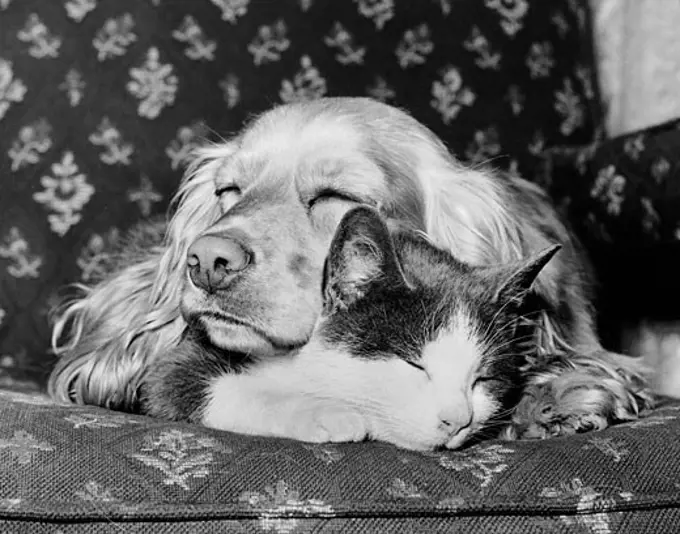 Dog and cat asleep together