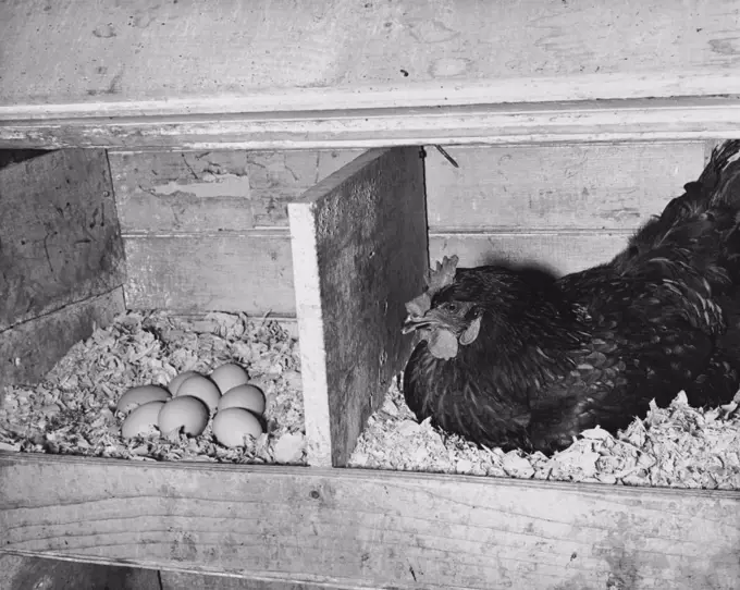 Chicken in a henhouse